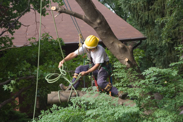 Best Leaf Removal  in USA